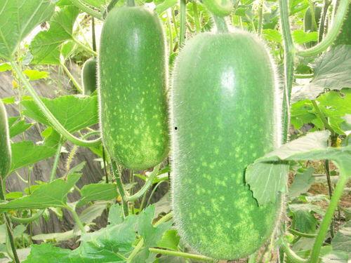 派蒙吃瓜图片高清,高清美图揭秘二次元女神的可爱日常