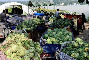 广西梧职事件吃瓜,揭秘校园风波背后的真相与反思