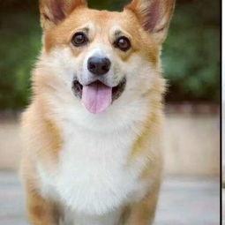 柯基犬建哥头条,头条爆红背后的萌宠传奇