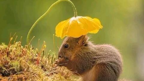 松鼠吃伊丽莎白瓜视频,揭秘松鼠吃伊丽莎白瓜的趣味瞬间